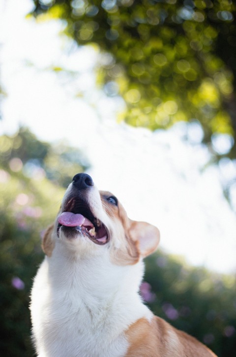 white and brown short coat dog