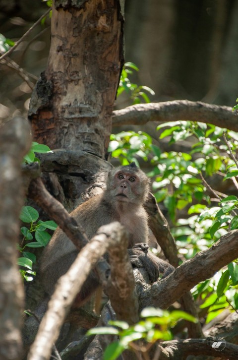 a monkey sitting on a tree branch in a forest