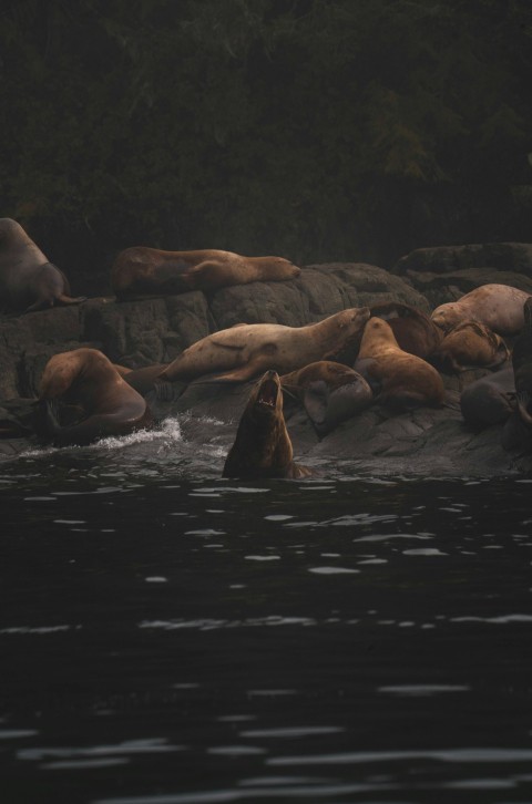 a number of animals in a body of water