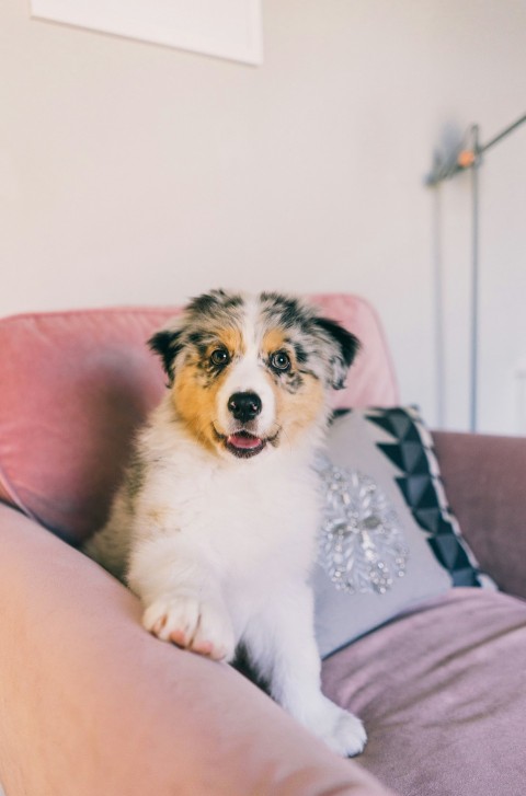 white and brown short coated dog on pink couch