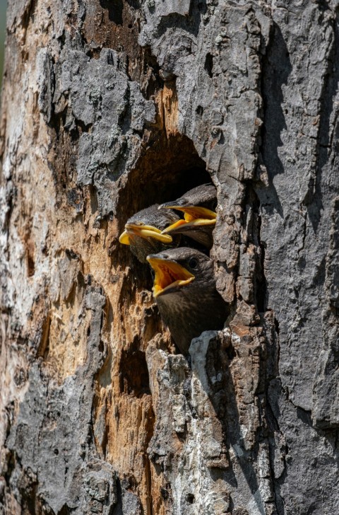 a couple of birds sitting on top of a tree