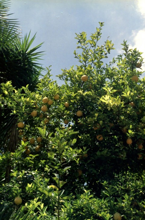 a tree filled with lots of oranges under a blue sky t