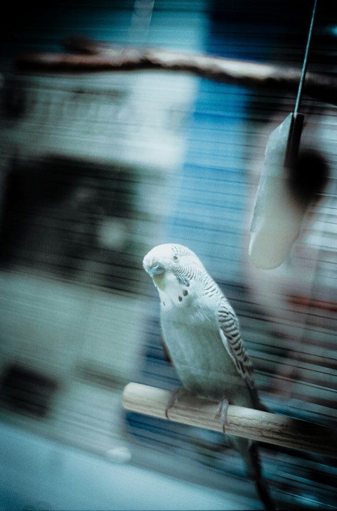 a white bird perched on a wooden perch 7eVkwq