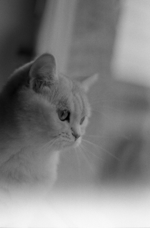 a black and white photo of a cat S