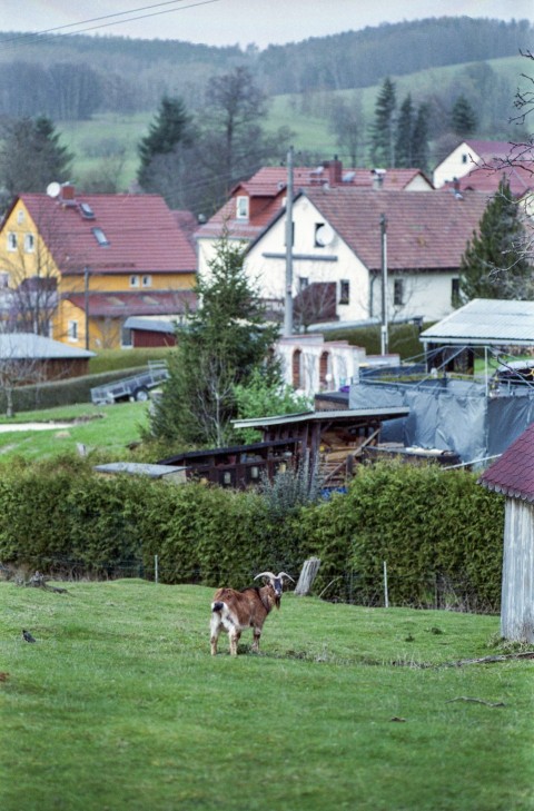 a brown and white dog standing on top of a lush green field cEx