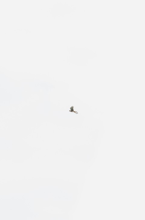 bird flying on mid air