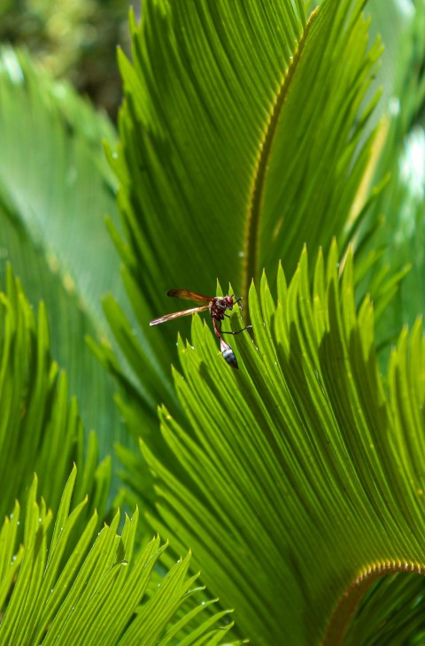 a dragonfly on a leaf tYx80m_f