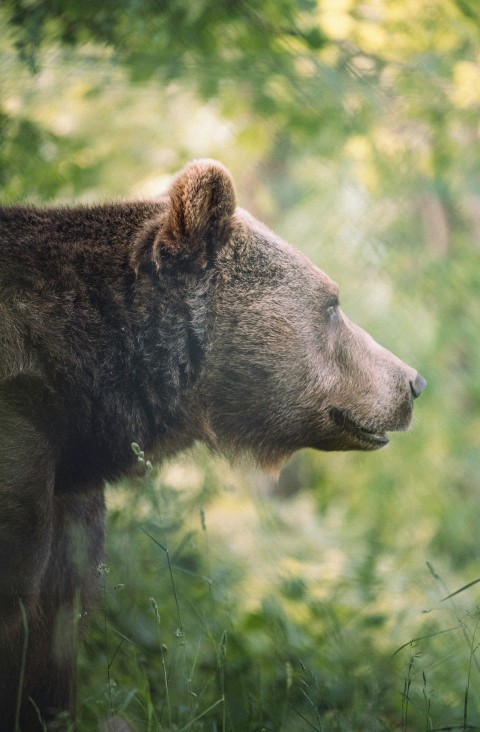 brown bear on green grass during daytime V