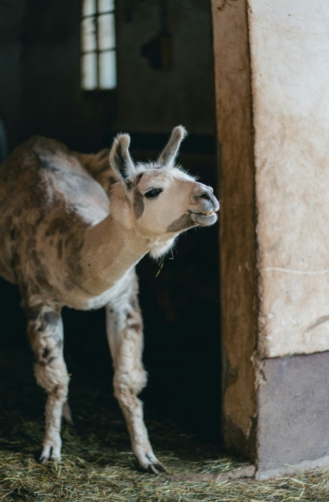 a baby llama standing next to a building Y