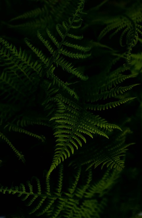 a close up of a green plant with lots of leaves