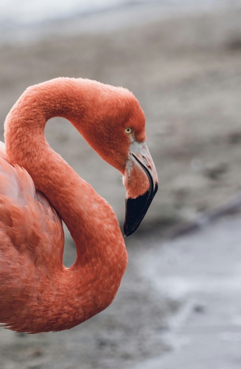 a close up of a flamingo standing on a beach Fc