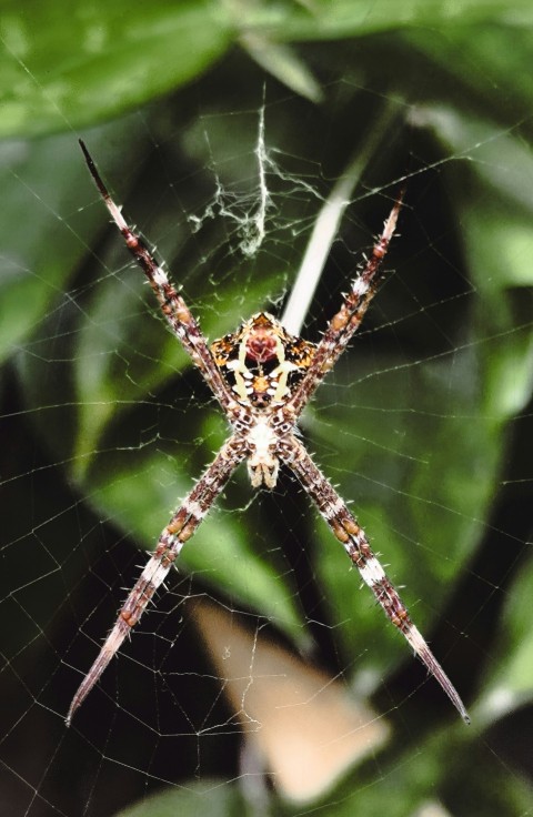 a close up of a spider on a web