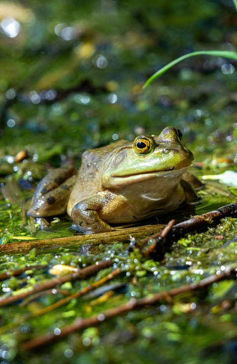 a frog is sitting on a patch of moss