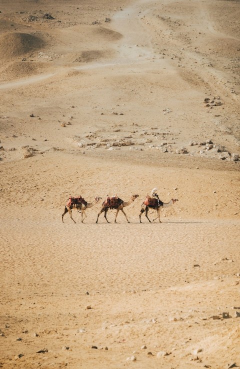 a group of people riding camels across a desert