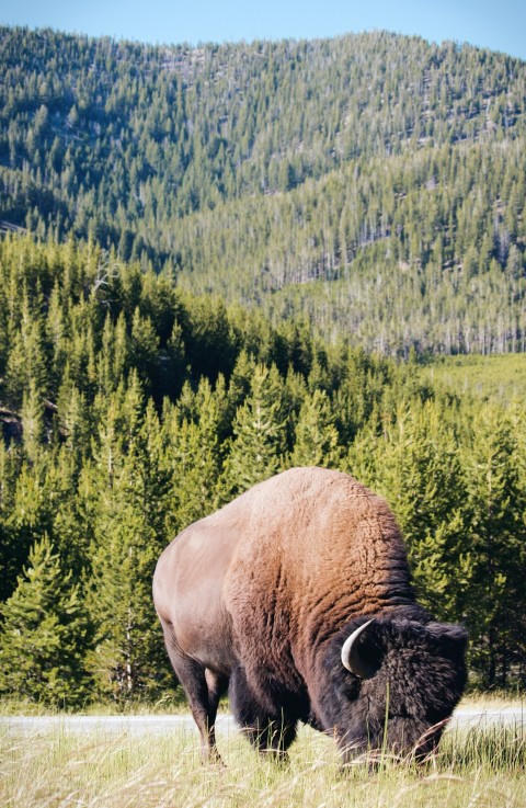 bison grazing during daytime YapPU1Ex