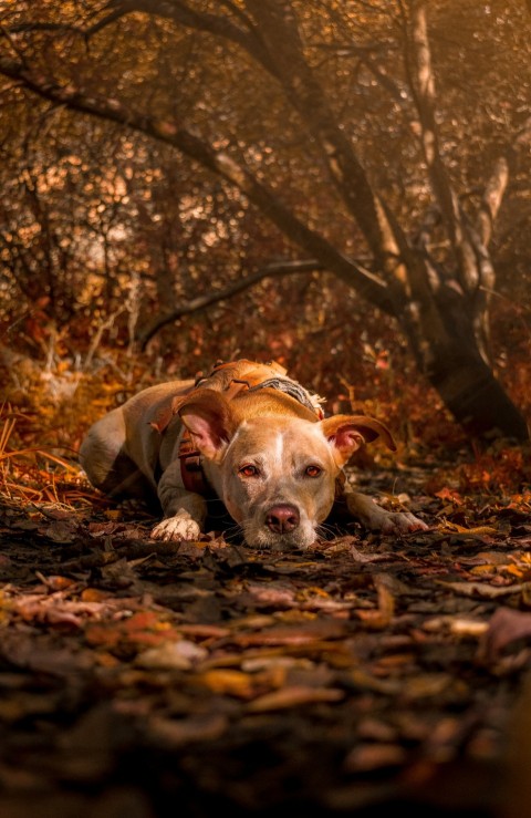 a brown and white dog laying on top of leaves