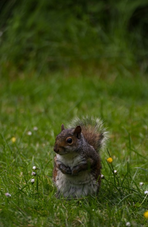 a squirrel is sitting in the grass eating