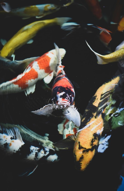 school of assorted color koi fish