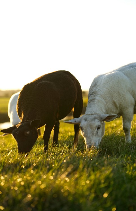 a couple of sheep standing on top of a lush green field