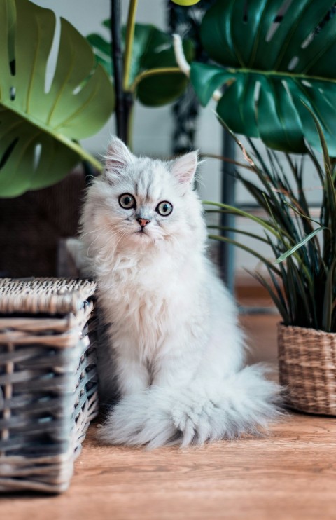 white coated persian cat sitting on brown wooden surface X7UR0BDz