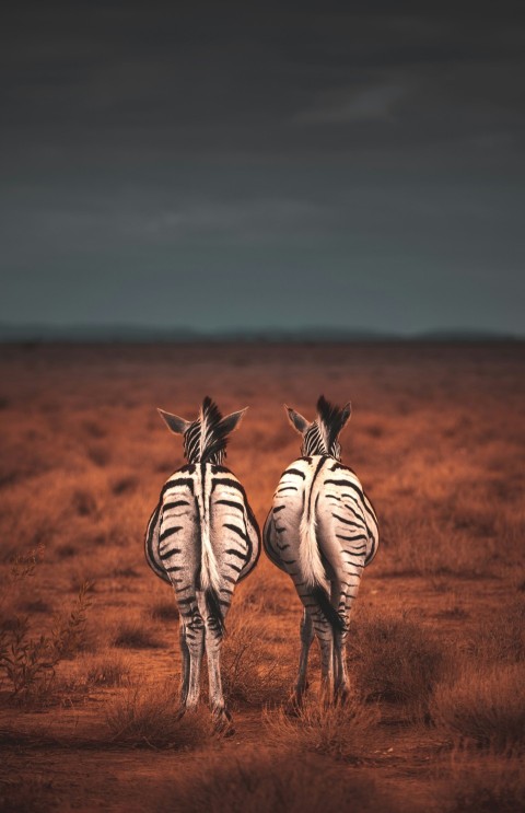 two standing white and black zebras