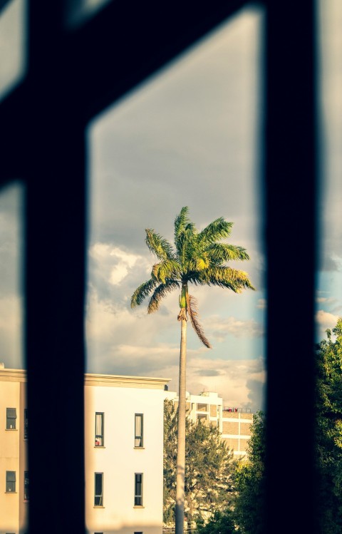 palm tree near white concrete building during daytime