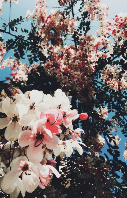 pink petaled flowers during daytime Zi_ZDH