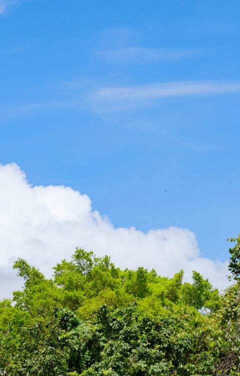 a tall clock tower towering over a lush green forest I2Px08JpF