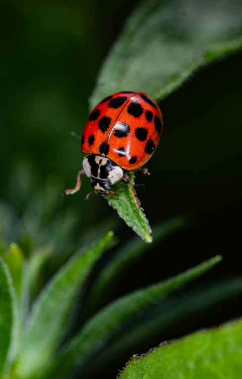 a lady bug sitting on top of a green leaf