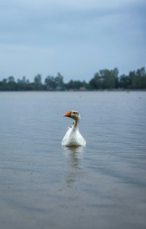 a white duck floating on top of a lake RWUt