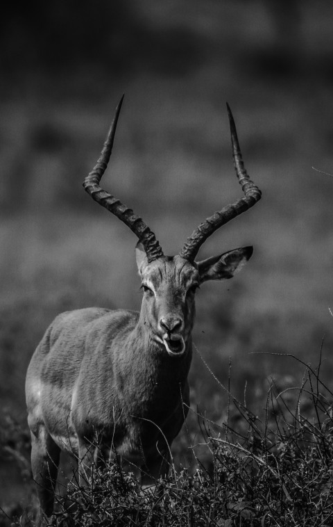 a black and white photo of an antelope