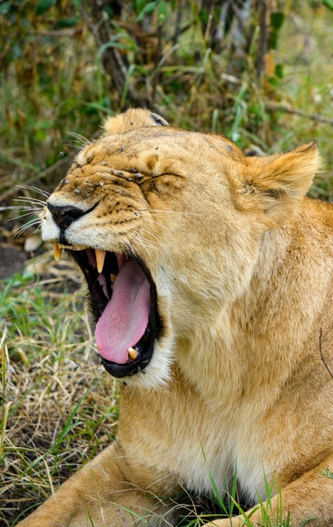 lioness with wide mouth open