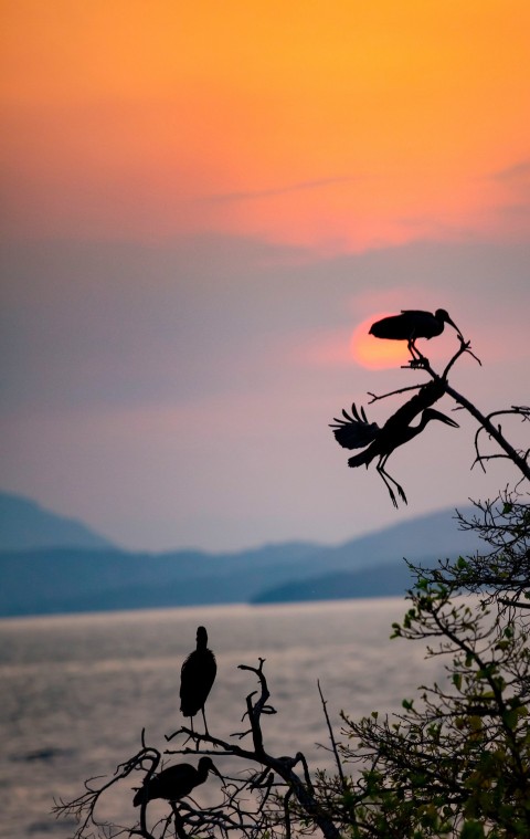 a couple of birds sitting on top of a tree