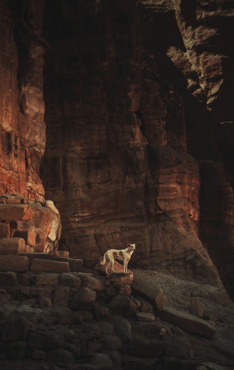 a couple of deer in a cave