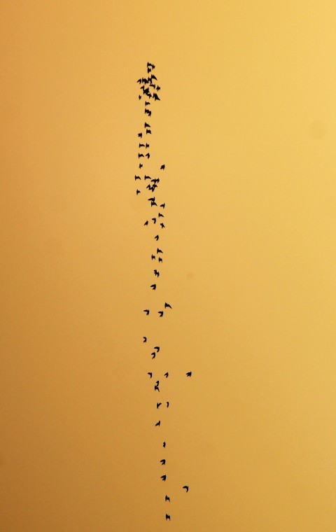 a flock of birds flying in the sky