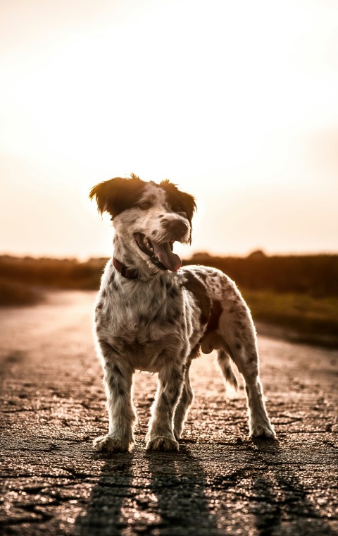 white and brown short coated dog on brown sand during daytime