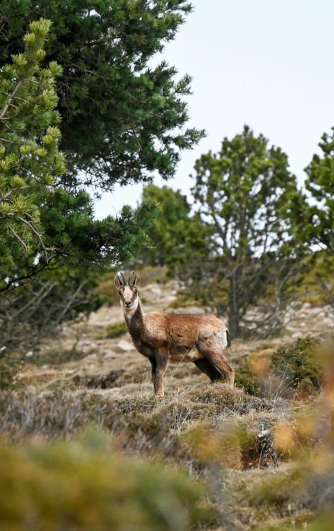 a deer is standing in the middle of a field