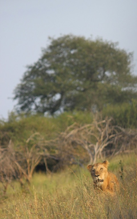 a lion in a field of tall grass