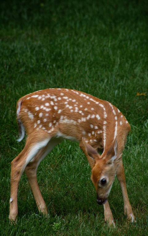 a baby deer standing on top of a lush green field