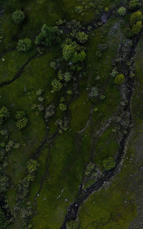 aerial photography of green land