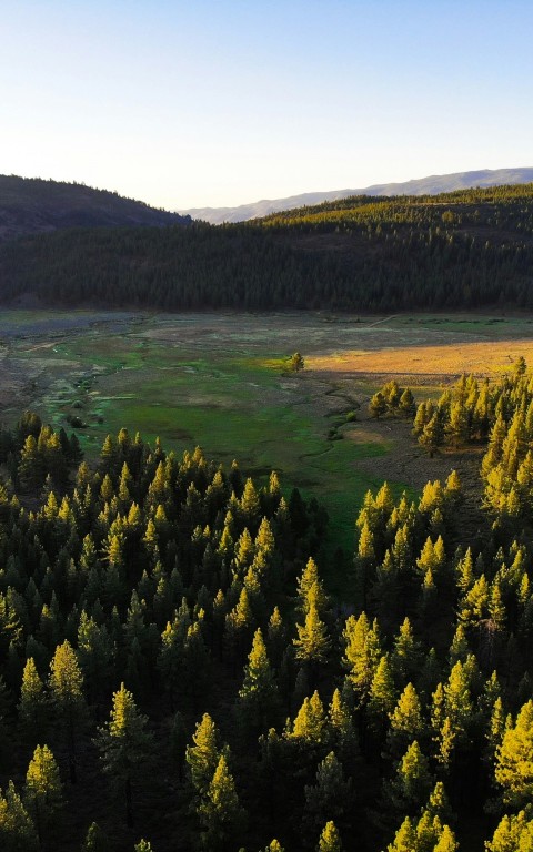 aerial photography of trees