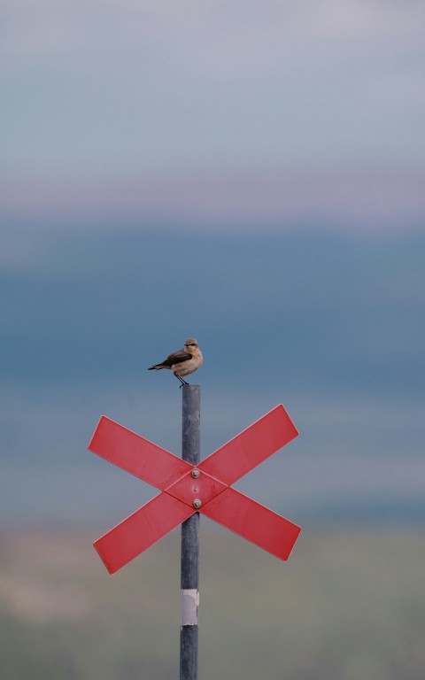 a small bird sitting on top of a red sign