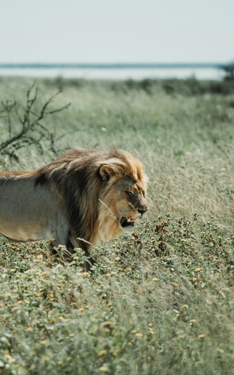 a lion lying in a grassy field N