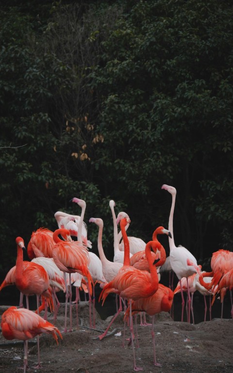 white and pink flamingos