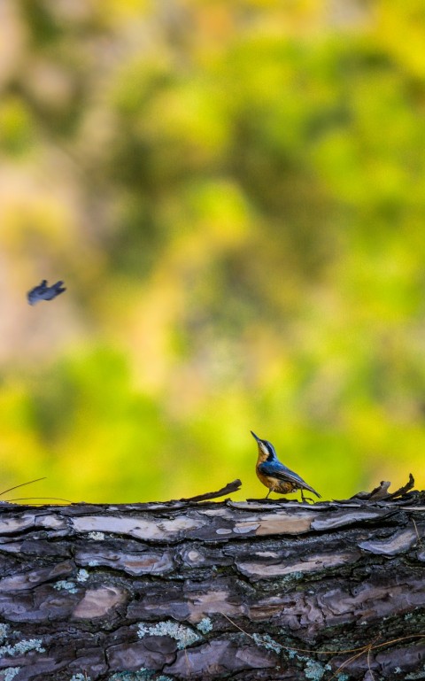 two small birds perched on a tree branch