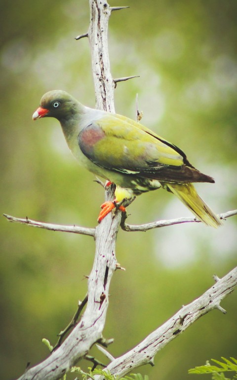 a bird perched on a branch in a tree M0Ix