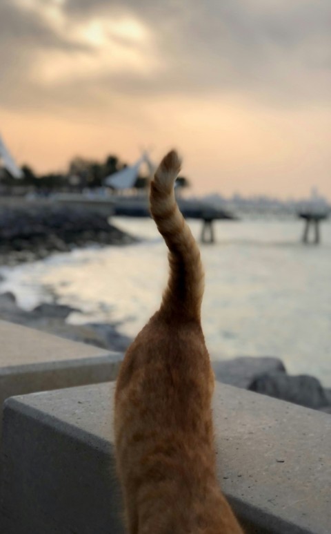 a cat standing on a ledge looking at the water OejIw0o31