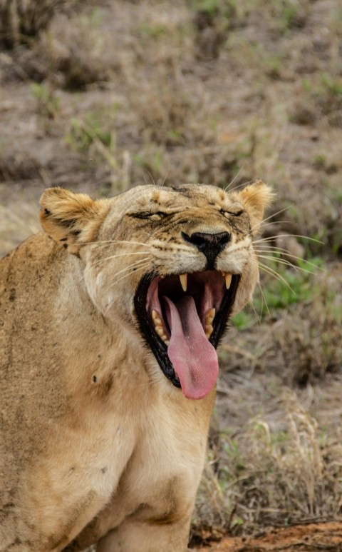 brown lioness on green grass during daytime