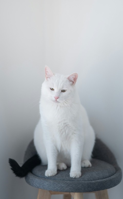 white cat