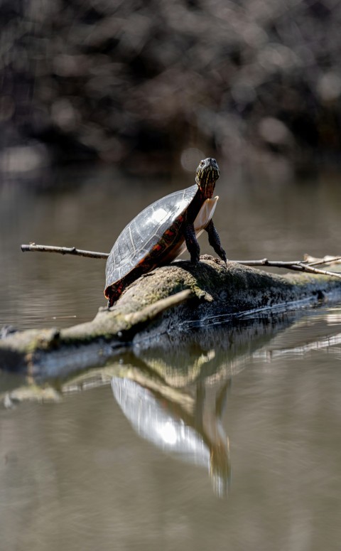 a turtle sitting on top of a log in the water